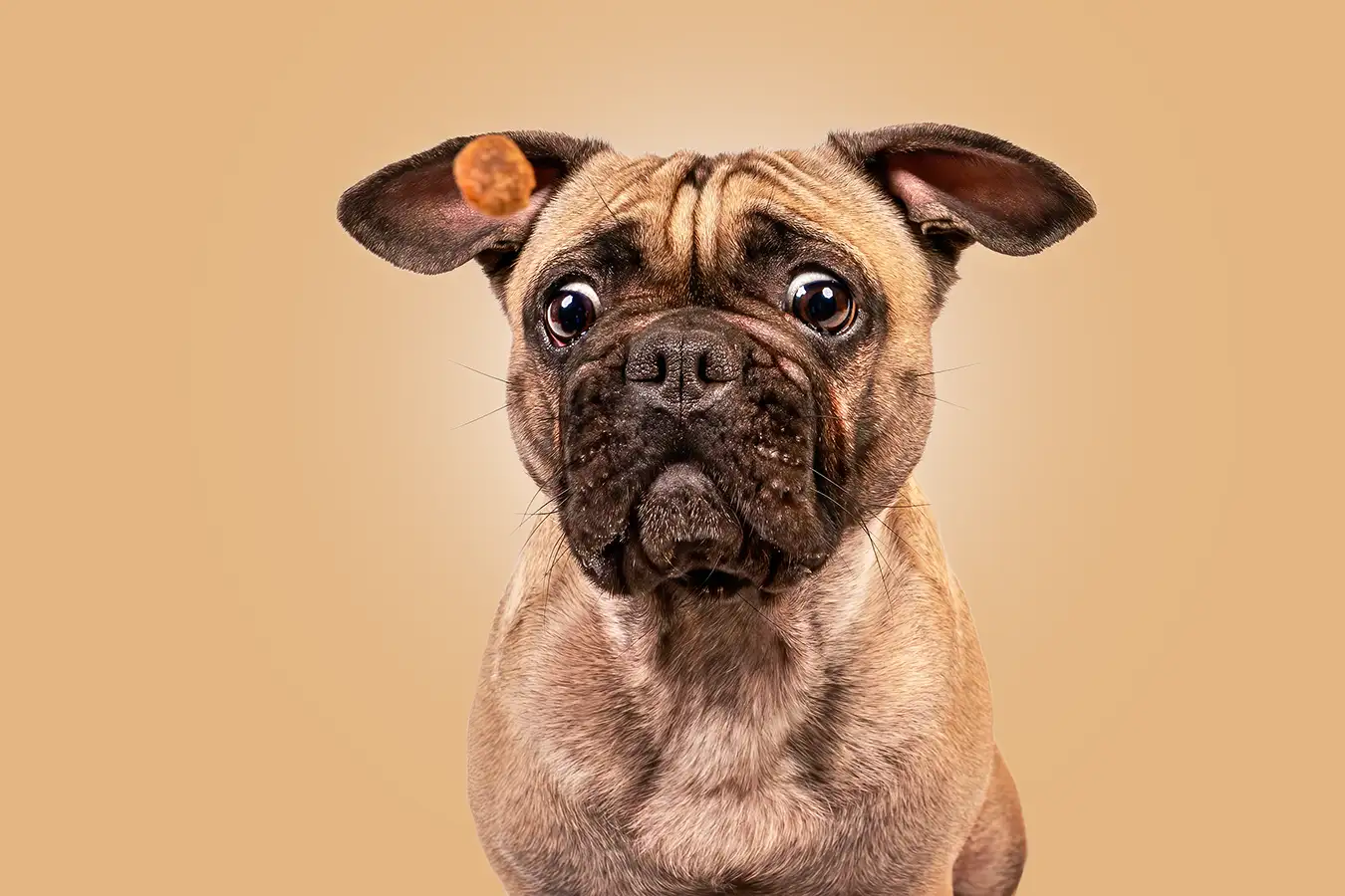Schnappbild mit einer französischer Bulldogge in Mönchengladbach vor orangem Hintergrund